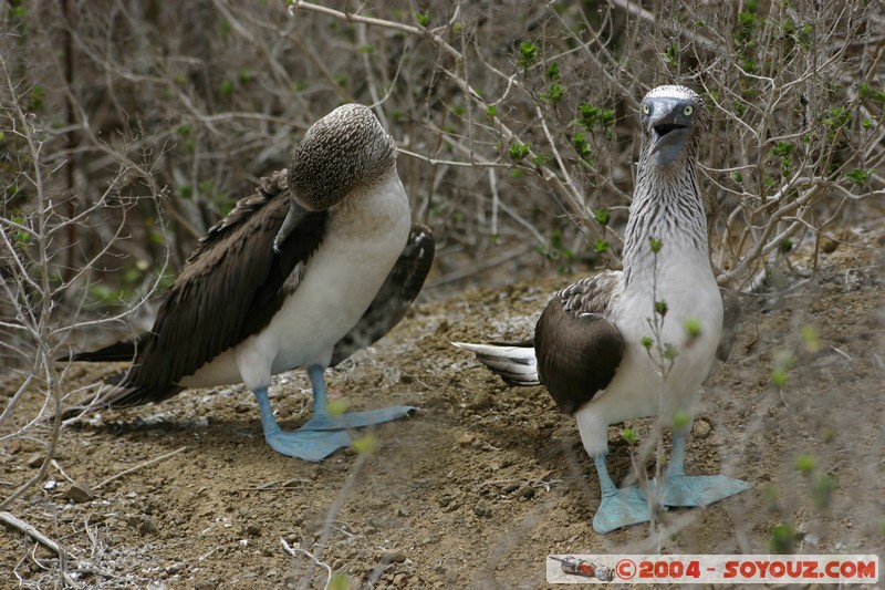 Isla de La Plata - Piquero Camanay (Fou a pieds bleus)
Mots-clés: Ecuador animals oiseau Piquero Camanay