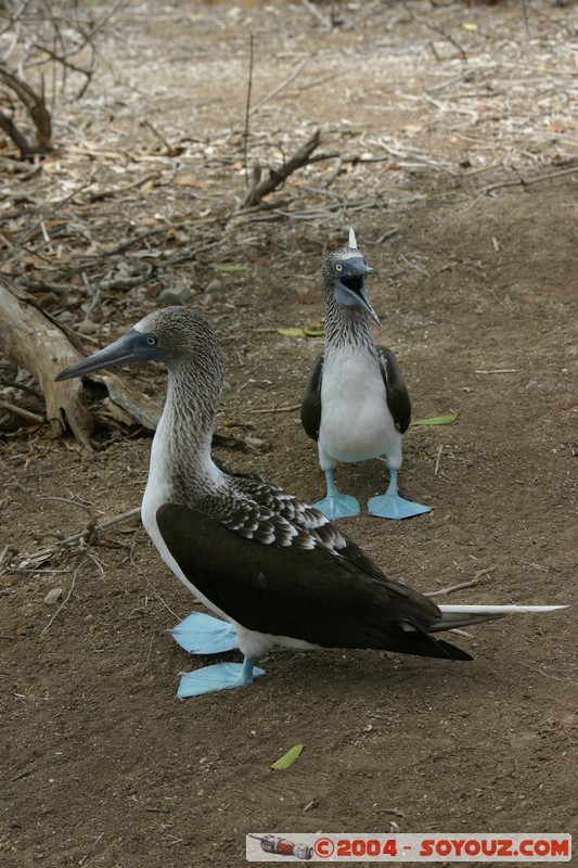 Isla de La Plata - Piquero Camanay (Fou a pieds bleus)
Mots-clés: Ecuador animals oiseau Piquero Camanay