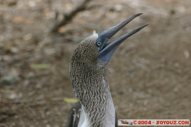 Isla de La Plata - Piquero Camanay (Fou a pieds bleus)
Mots-clés: Ecuador animals oiseau Piquero Camanay