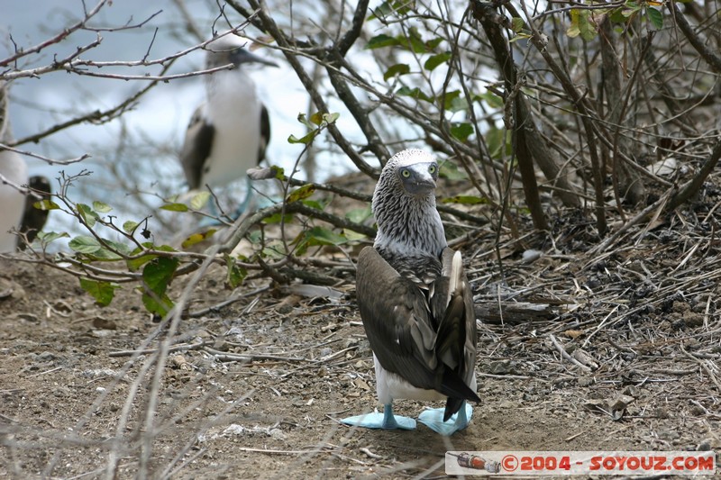 Isla de La Plata - Piquero Camanay (Fou a pieds bleus)
Mots-clés: Ecuador animals oiseau Piquero Camanay