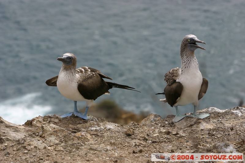 Isla de La Plata - Piquero Camanay (Fou a pieds bleus)
Mots-clés: Ecuador animals oiseau Piquero Camanay