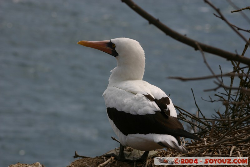 Isla de La Plata - Piquero de nazca (Fou masque)
Mots-clés: Ecuador oiseau Piquero de nazca