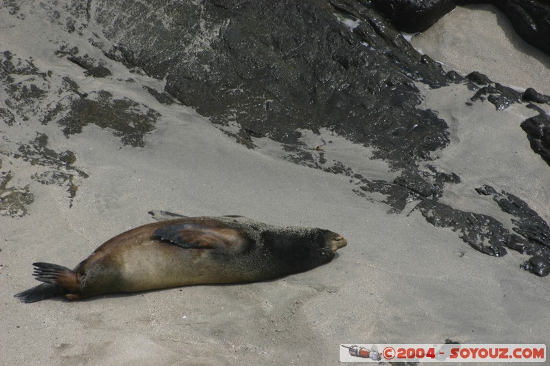 Isla de La Plata - Otarie
Mots-clés: Ecuador animals otarie plage