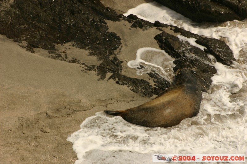 Isla de La Plata - Otarie
Mots-clés: Ecuador animals otarie plage