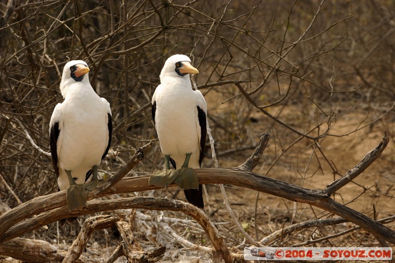 Isla de La Plata - Piquero de nazca (Fou masque)
Mots-clés: Ecuador oiseau Piquero de nazca