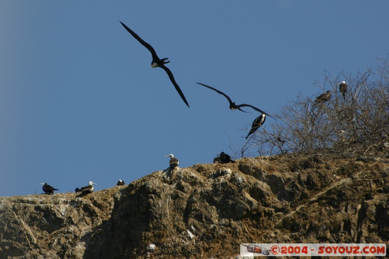 Isla de La Plata - Albatros
Mots-clés: Ecuador oiseau animals