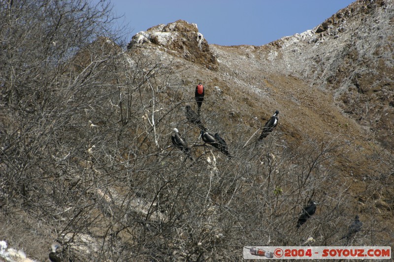 Isla de La Plata - Fragatas (Fregates)
Mots-clés: Ecuador animals oiseau