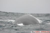 IMG_6229.jpg