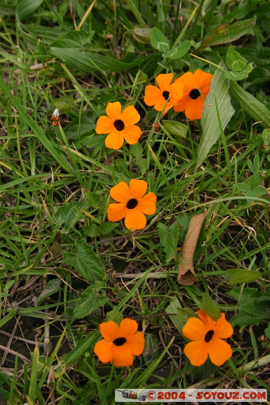 Cuenca
Mots-clés: Ecuador fleur