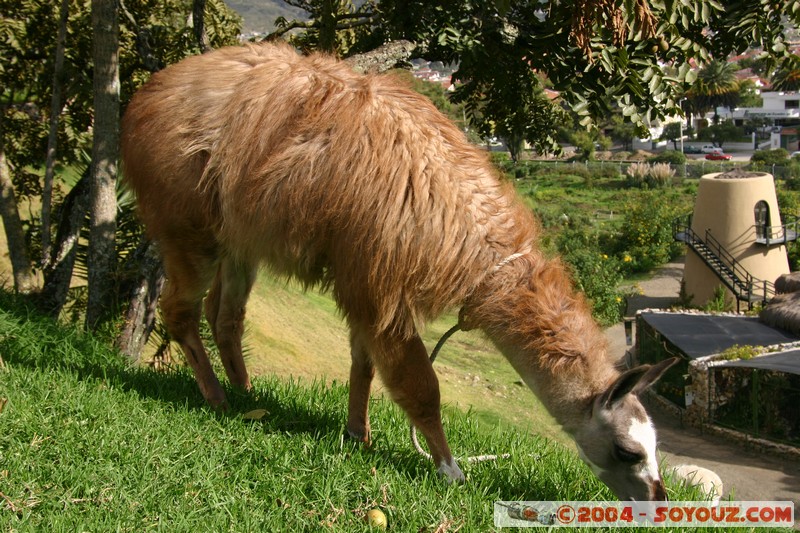 Cuenca - Pumapungo - Lama
Mots-clés: Ecuador animals Lama