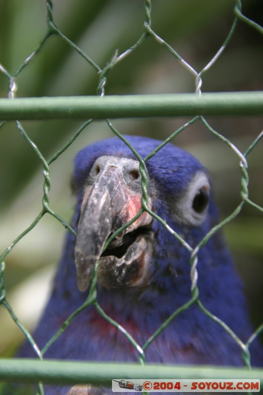 Cuenca - Pumapungo - Loro Cabeciazul
Mots-clés: Ecuador animals oiseau Loro Cabeciazul