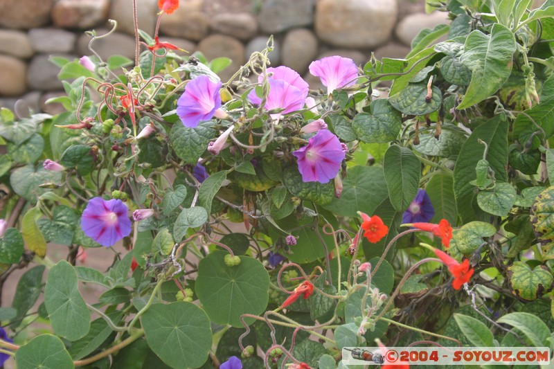 Cuenca - Pumapungo
Mots-clés: Ecuador fleur