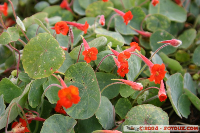 Cuenca - Pumapungo
Mots-clés: Ecuador fleur