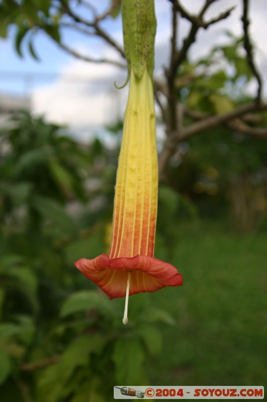 Cuenca - Pumapungo
Mots-clés: Ecuador fleur