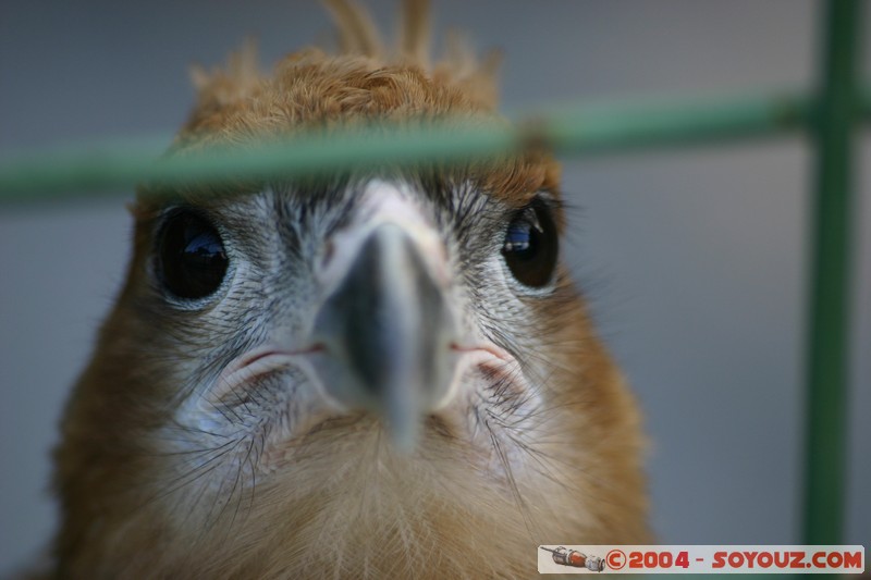 Cuenca - Pumapungo - Aguila pechinegra
Mots-clés: Ecuador animals oiseau Aguila pechinegra