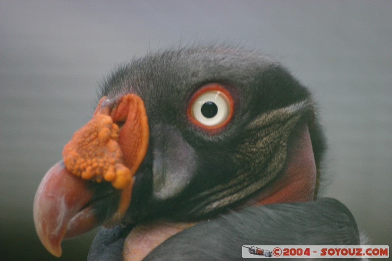 Cuenca - Pumapungo - Buitre Real
Mots-clés: Ecuador animals oiseau Buitre Real