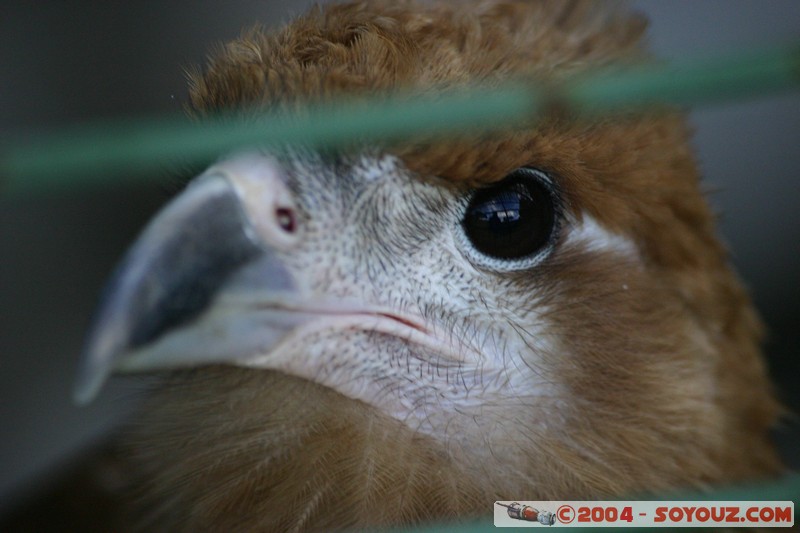 Cuenca - Pumapungo - Aguila pechinegra
Mots-clés: Ecuador animals oiseau Aguila pechinegra