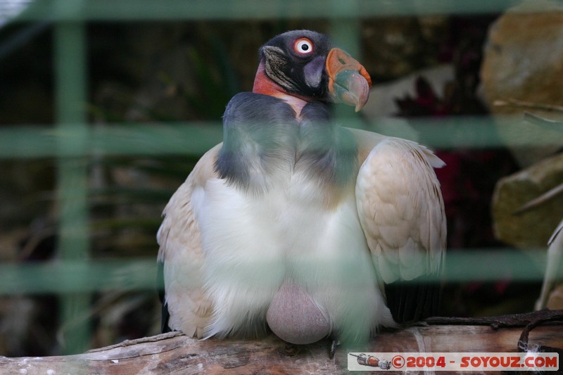 Cuenca - Pumapungo - Buitre Real
Mots-clés: Ecuador animals oiseau Buitre Real