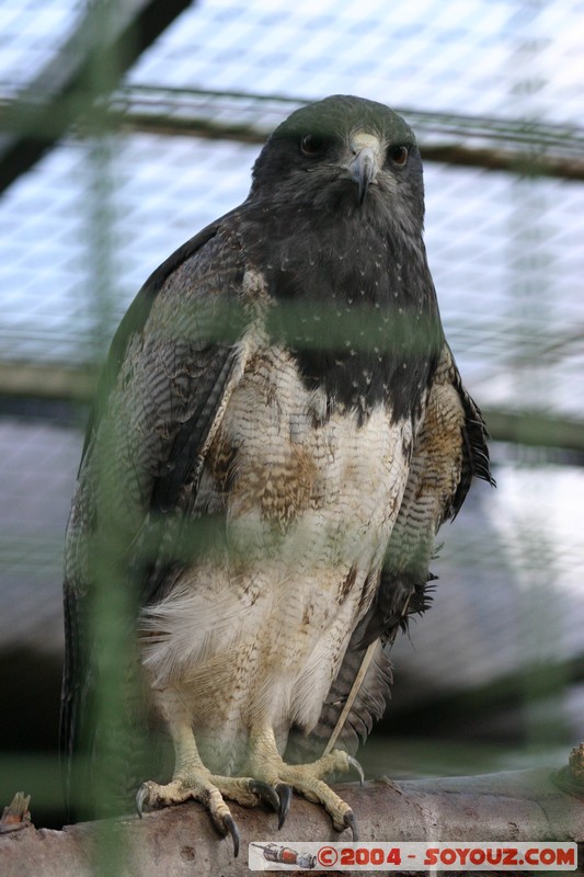 Cuenca - Pumapungo
Mots-clés: Ecuador animals oiseau Aigle