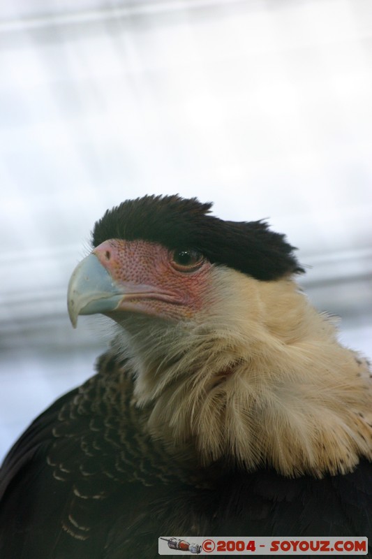 Cuenca - Pumapungo
Mots-clés: Ecuador animals oiseau Aigle