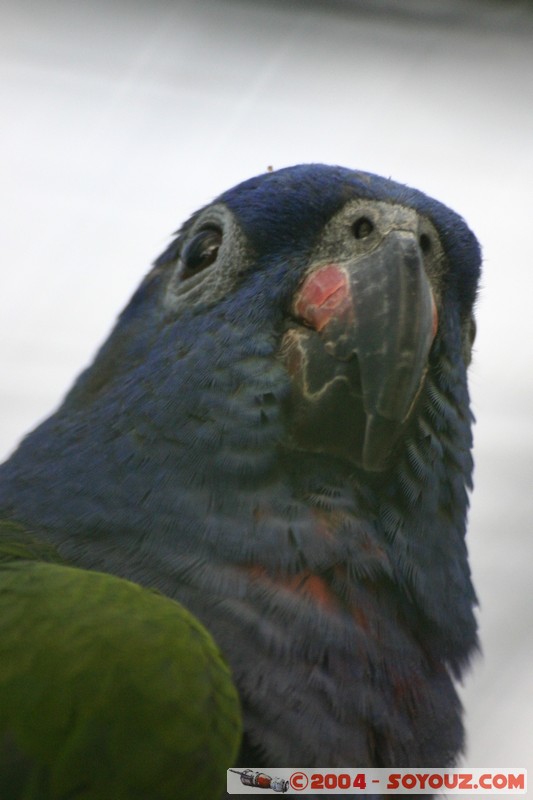 Cuenca - Pumapungo - Loro Cabeciazul
Mots-clés: Ecuador animals oiseau Loro Cabeciazul