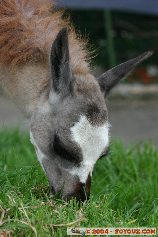 Cuenca - Pumapungo - Lama
Mots-clés: Ecuador animals Lama