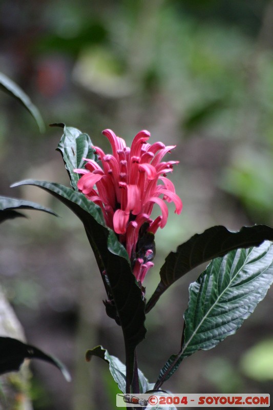 Ruta de las cascadas - Cascada Pailon del Diablo
Mots-clés: Ecuador fleur