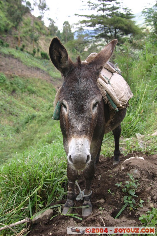 Banos - Ane
Mots-clés: Ecuador animals ane