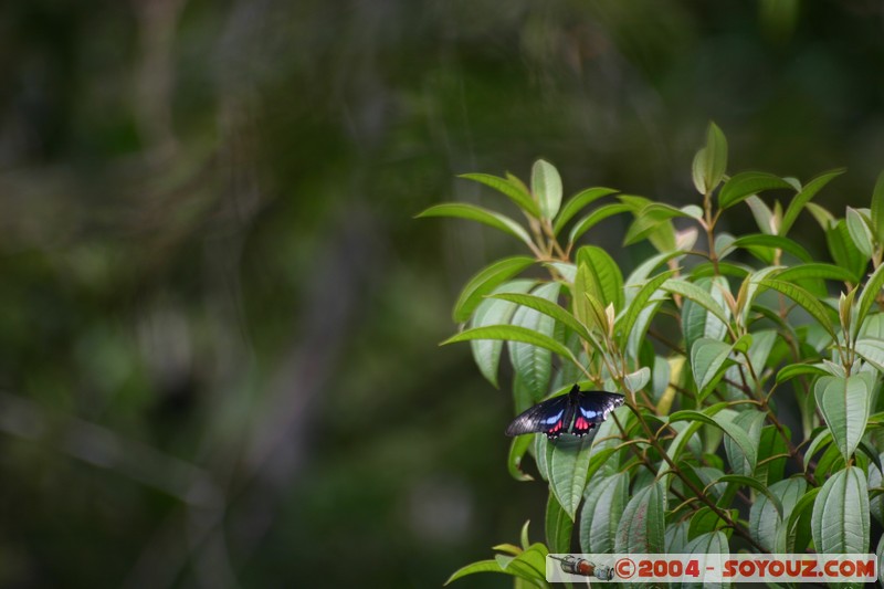 Jungle Trek - Rio Jatunyacu
Mots-clés: Ecuador Riviere animals Insecte papillon
