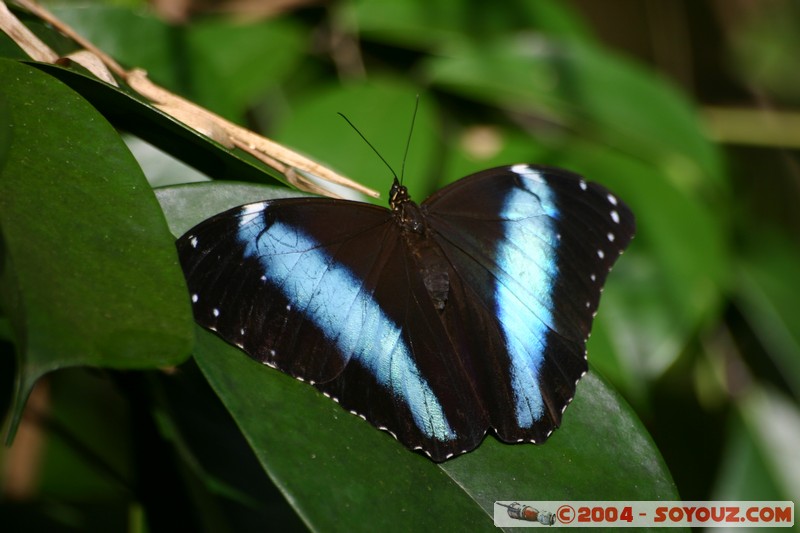 Jungle Trek - papillon
Mots-clés: Ecuador animals Insecte papillon