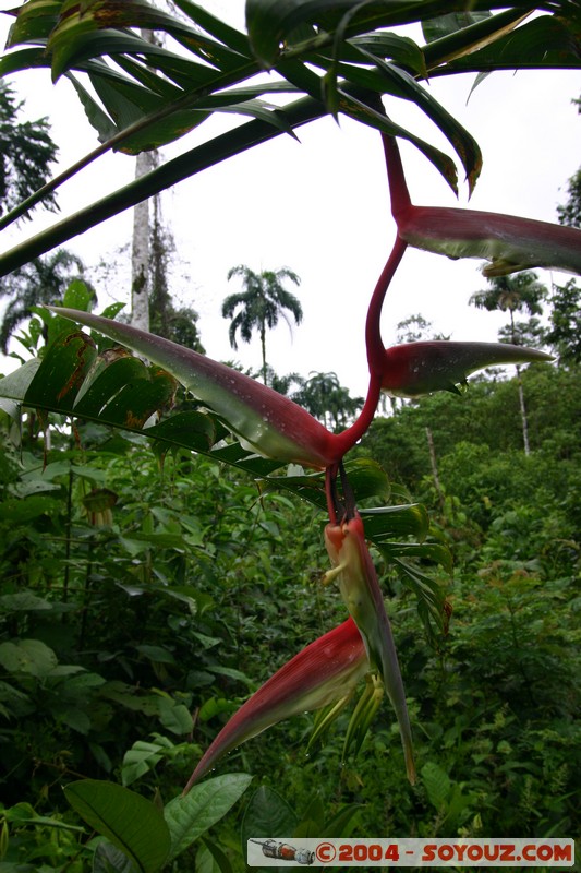 Jungle Trek
Mots-clés: Ecuador fleur