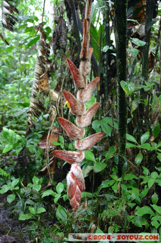 Jungle Trek
Mots-clés: Ecuador fleur