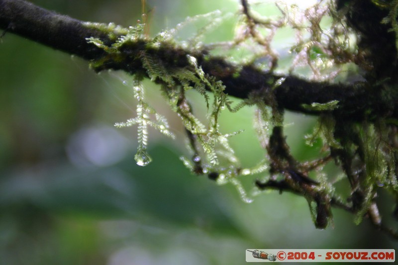 Jungle Trek
Mots-clés: Ecuador plante