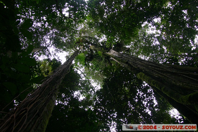 Jungle Trek
Mots-clés: Ecuador Arbres