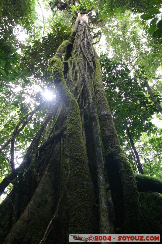 Jungle Trek
Mots-clés: Ecuador Arbres