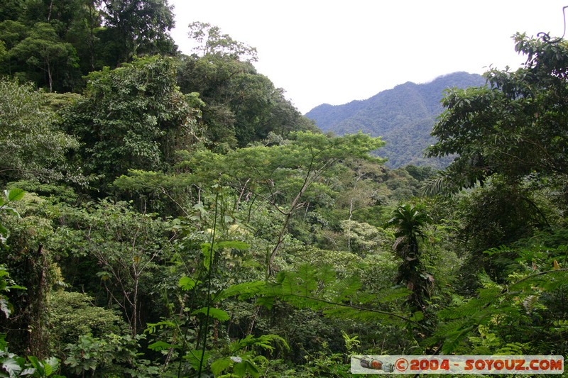 Jungle Trek
Mots-clés: Ecuador Arbres