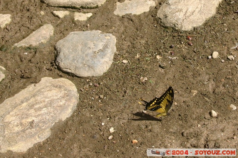 Jungle Trek - Papillon
Mots-clés: Ecuador Insecte animals papillon