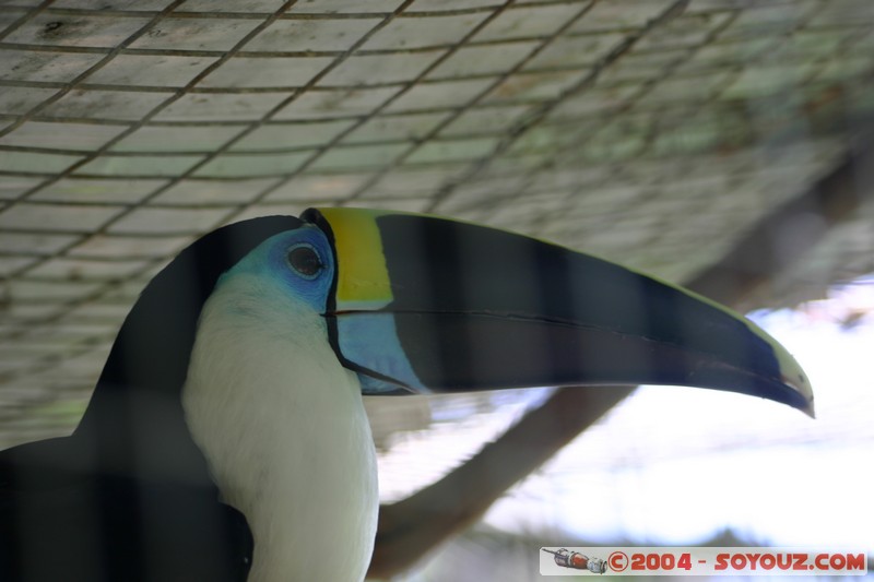Fundacion Jatun Sacha - Toucan
Mots-clés: Ecuador Riviere animals oiseau Toucan