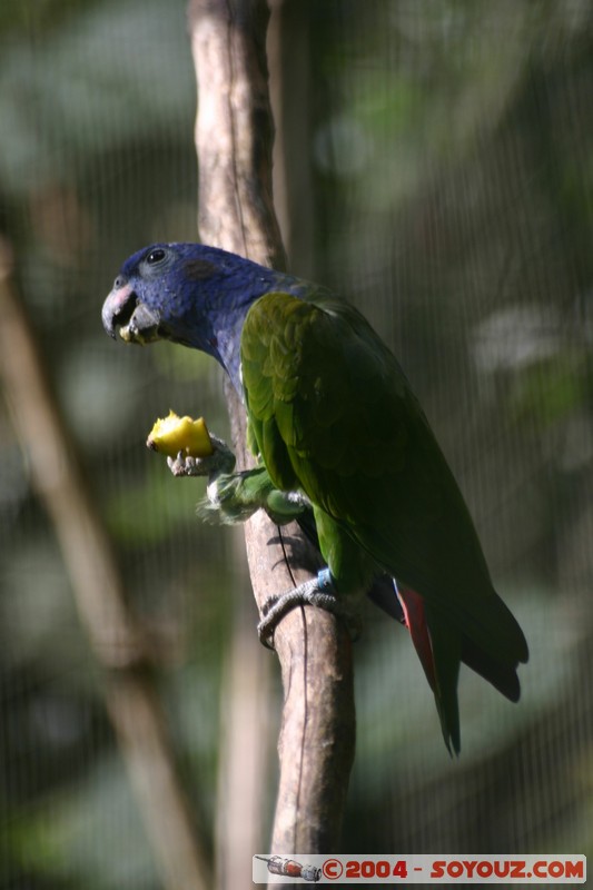 Fundacion Jatun Sacha
Mots-clés: Ecuador Riviere animals perroquet