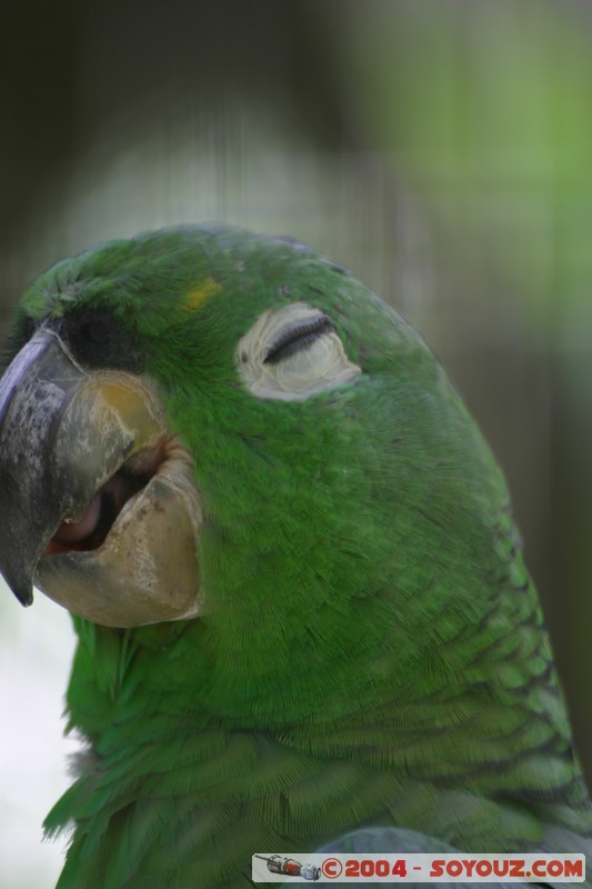 Fundacion Jatun Sacha - Guacamayo Enano
Mots-clés: Ecuador Riviere animals oiseau Guacamayo Enano perroquet