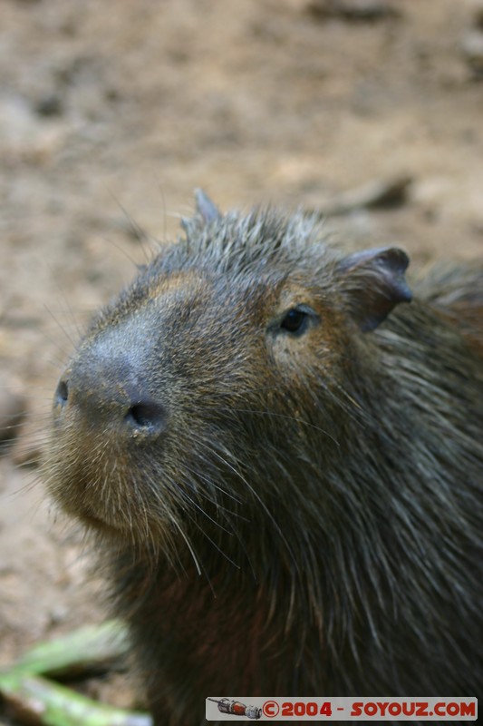 Fundacion Jatun Sacha - Capibara
Mots-clés: Ecuador Riviere capybara animals