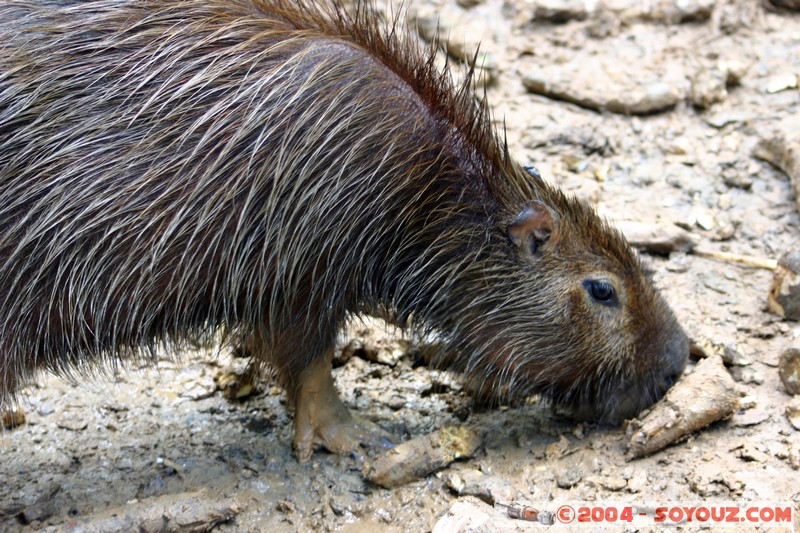 Fundacion Jatun Sacha - Capibara
Mots-clés: Ecuador Riviere capybara animals