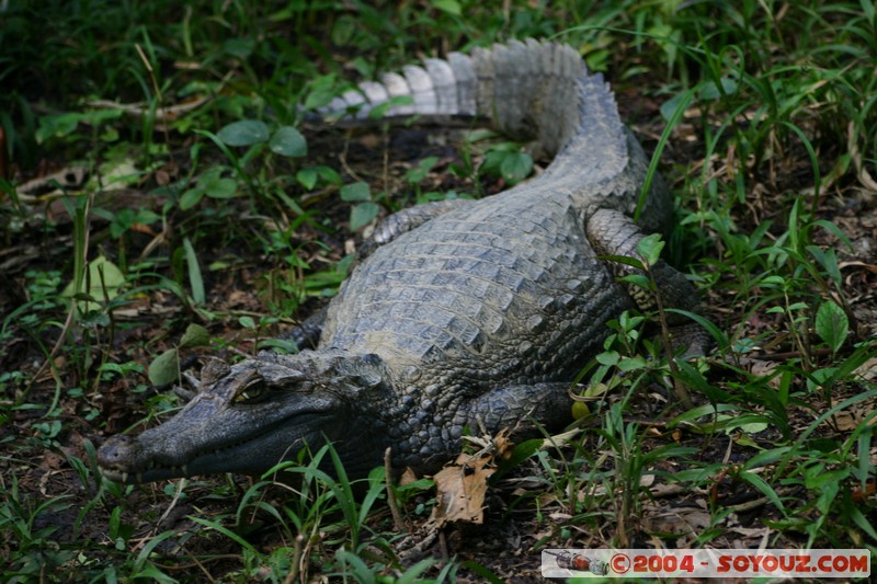 Fundacion Jatun Sacha - Crocodile
Mots-clés: Ecuador Riviere animals crocodile