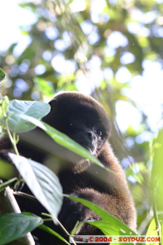 Fundacion Jatun Sacha -  Mono Lanudo de Poppig
Mots-clés: Ecuador Riviere animals Mono Lanudo de Poppig singes