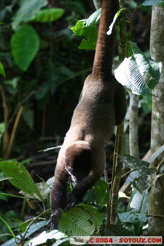 Fundacion Jatun Sacha -  Mono Lanudo de Poppig
Mots-clés: Ecuador Riviere animals Mono Lanudo de Poppig singes