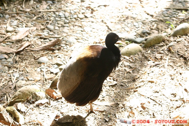Fundacion Jatun Sacha - Trompetero
Mots-clés: Ecuador Riviere animals oiseau Trompetero