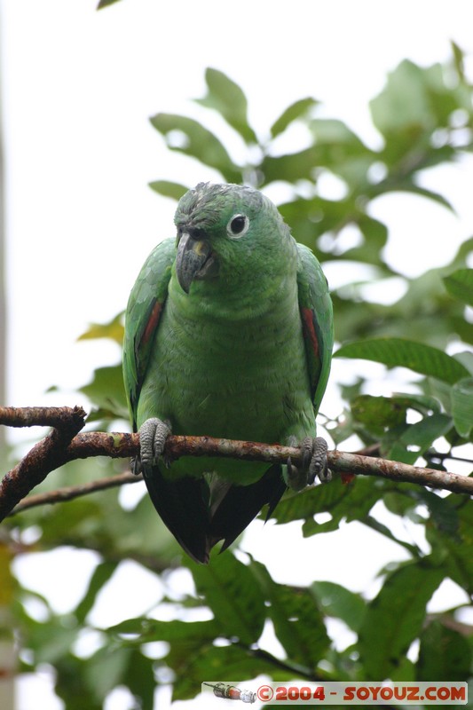 Guacamayo Enano
Mots-clés: Ecuador Riviere animals oiseau Guacamayo Enano perroquet