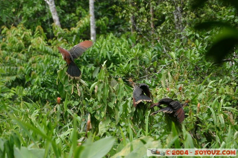 Rio Napo
Mots-clés: Ecuador Riviere animals oiseau