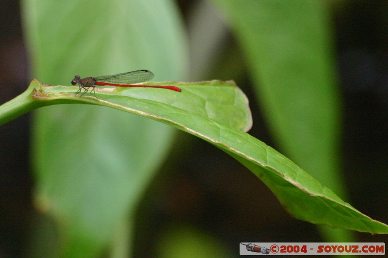 Rio Napo - Libellule
Mots-clés: Ecuador Riviere animals Insecte Libellule