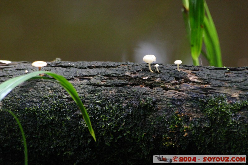 Rio Napo - Champignon
Mots-clés: Ecuador Riviere champignon